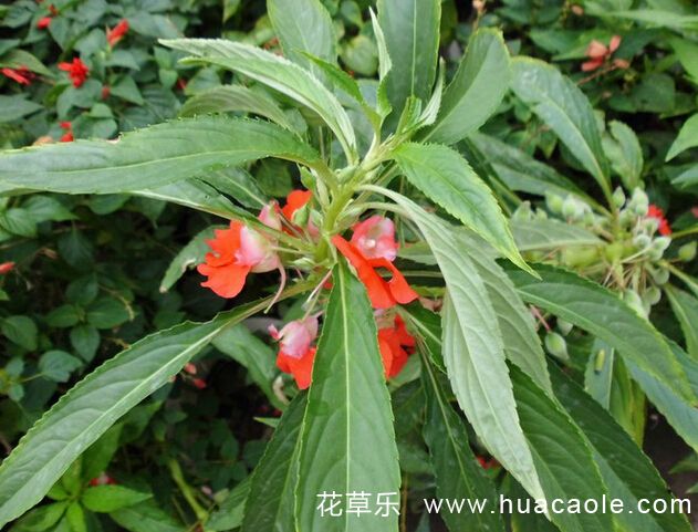 摄影镜头有人了国产真实伦子伦老人视频，探索镜头背后的生命瞬间与人文深度