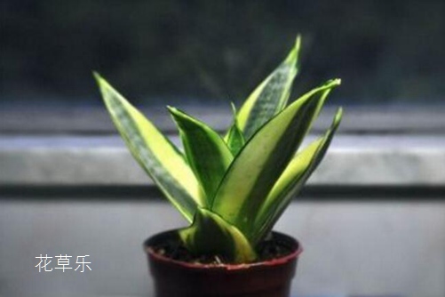 索尼镜头防伪查询，确保正品，守护摄影艺术的每一刻