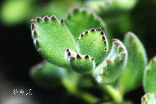 热玛吉美容亚洲一区二区三区中文字幕无码，逆龄秘密，肌肤新生的科技魔法